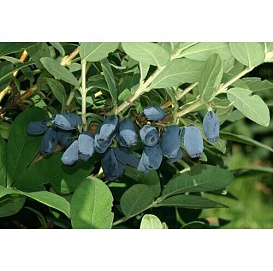 Жимолость съедобная 'Васильевская'