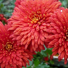 Хризантема корейская 'Шапка Мономаха'