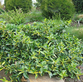 Бересклет Форчуна (зеленолистный)