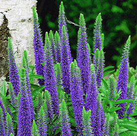 Вероника 'Алстер Дварф Блю' (синяя)