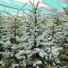 Ель колючая 'Эрих Фрам'