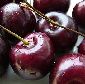 Черешня 'Радица'