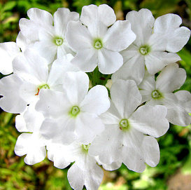 Вербена гибридная компактная 'Кварц Уайт' (белая)