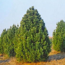 Кедр европейский (сибирский)