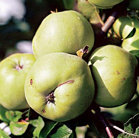 Яблоня домашняя 'Антоновка'