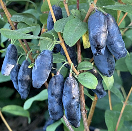 Жимолость съедобная 'Голубой банан'