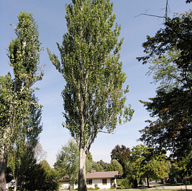 Тополь белый 'Пирамидалис'