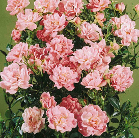 Роза 'Изи Кавер' (почвопокровная, миниатюрная) (розовая)