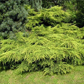 Можжевельник пфитцериана 'Мордиган Голд'