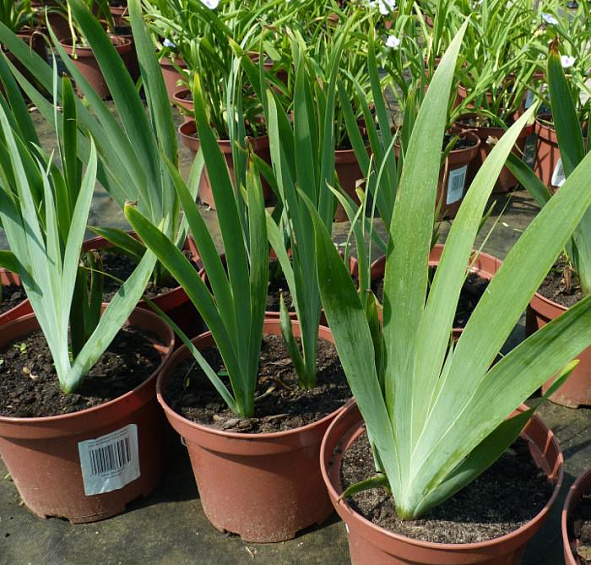 Ирис карликовый Черри Гарден (Cherry Garden)