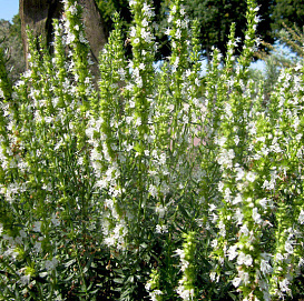 Иссоп лекарственный 'Альбус'