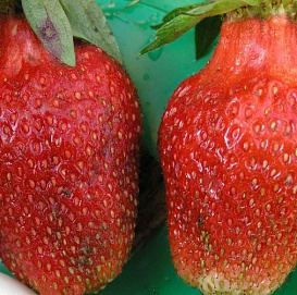 Земляника (клубника) 'Кардинал'