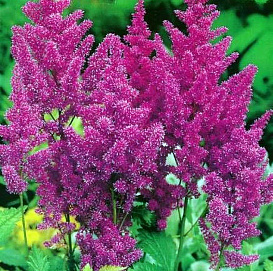 Астильба японская 'Элизабет ван Вин' (пурпурно - фиолетовая)