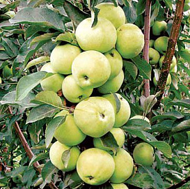 Яблоня колоновидная 'Медок'