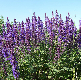 Сальвия дубравная (Шалфей) 'Лирикал Блюз'