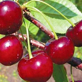 Вишня обыкновенная 'Малышка'