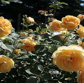 Роза 'Грэхам Томас' (парковая) (желтая)