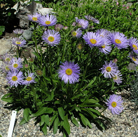 Астра альпийская