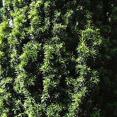 Тис ягодный 'Фастигиата'