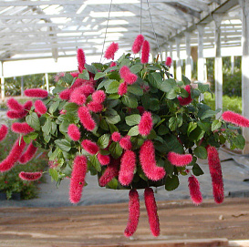 Акалифа ползучая ампельная 'Кэтс Тэилс' (кашпо)