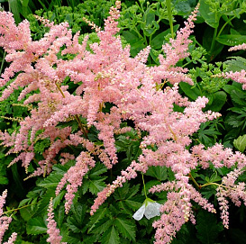 Астильба Арендса 'Брессингем Бьюти' (белая)