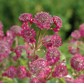 Астранция большая 'Примадонна'