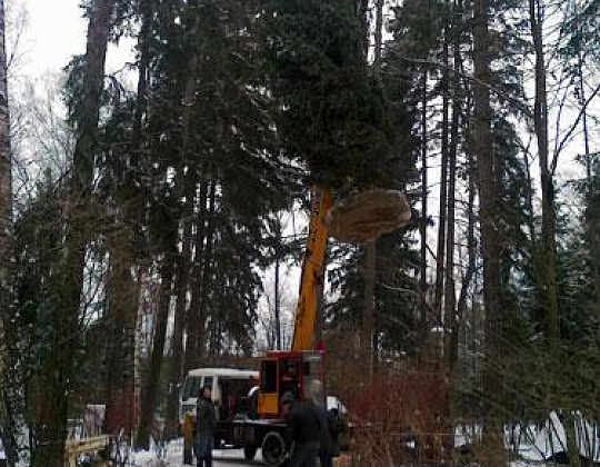 Фотоальбом Крупномеры Ели сербской (Picea omorica) 11 м. Фотография 10