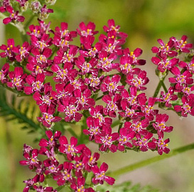 Тысячелистник обыкновенный (парковый) 'Кассис'