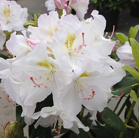 Рододендрон гибридный 'Катевбинский Альбум' 