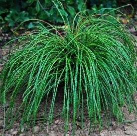 Туя складчатая 'Випкорд'