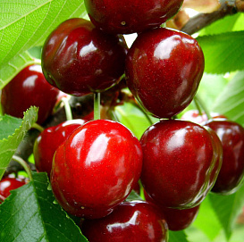 Вишня обыкновенная 'Муза'