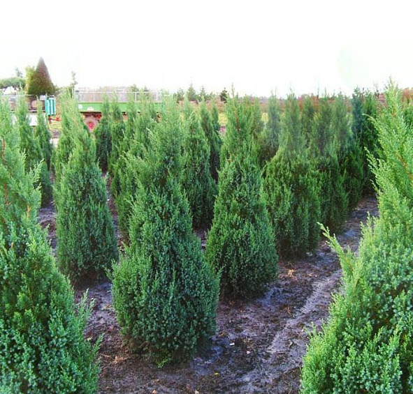 Можжевельник китайский 'Стрикта'