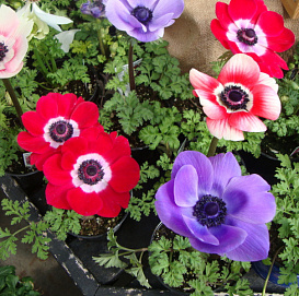 Анемона корончатая (Ветреница) 'Мона Лиза' (микс)