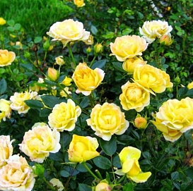 Роза 'Еллоу Фейри' (полиантовая) (желтая)