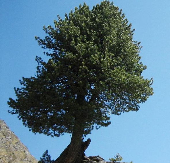 Кедр сибирский