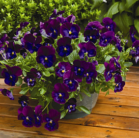 Виола Виттрока (ампельная кашпо)