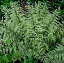 Папоротник Кочедыжник красночерешковый