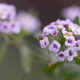 Алиссум морской (Лобулярия) 'Исте Боннет Лавандер'