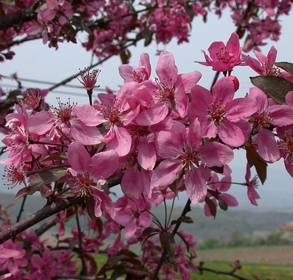 Яблоня декоративная 'Кокцинелла'