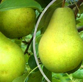 Груша 'Первомайская'