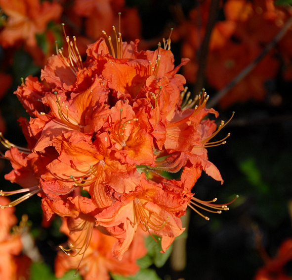 Рододендрон желтый (азалия) 'Паркфайер' (красные)