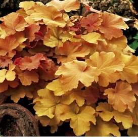 Гейхера гибридная 'Карамель'