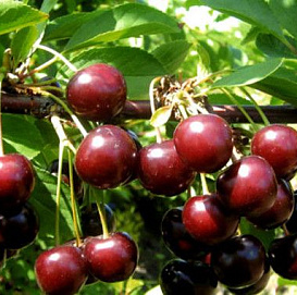 Вишня обыкновенная 'Тамарис'