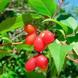 Жимолость 'Красная плодовая'