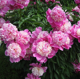 Пион молочноцветковый 'Кора Стабс' (розовый с белым)