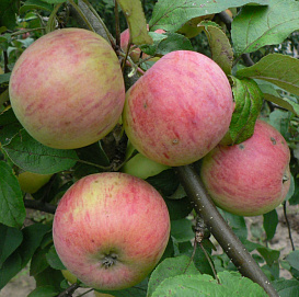 Яблоня домашняя 'Штрейфлинг' (Осеннее полосатое')