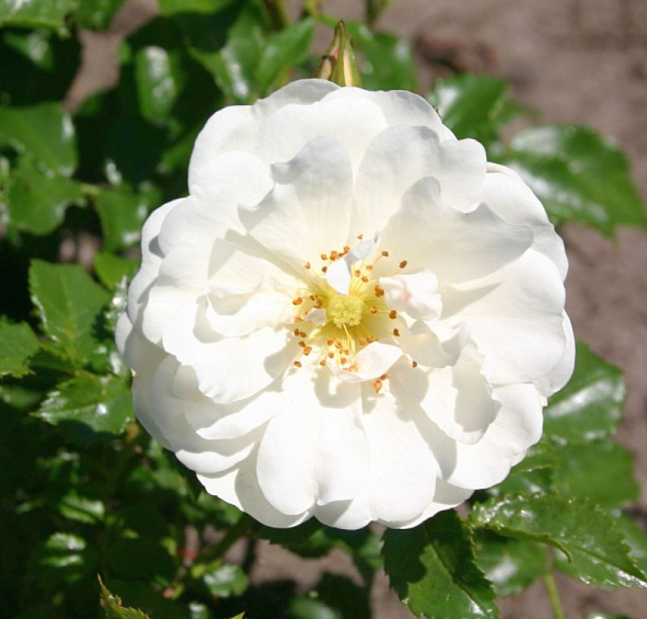 Роза 'Диамант' (шраб, парковая) (белая)