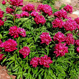 Пион травянистый 'Канзас' (малиновый)