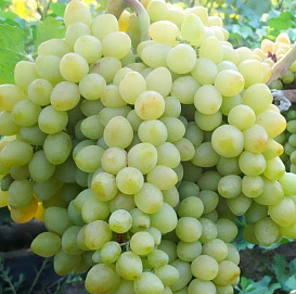 Виноград 'Кишмиш Казахстанский'