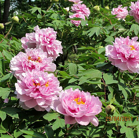 Пион древовидный (розовый)